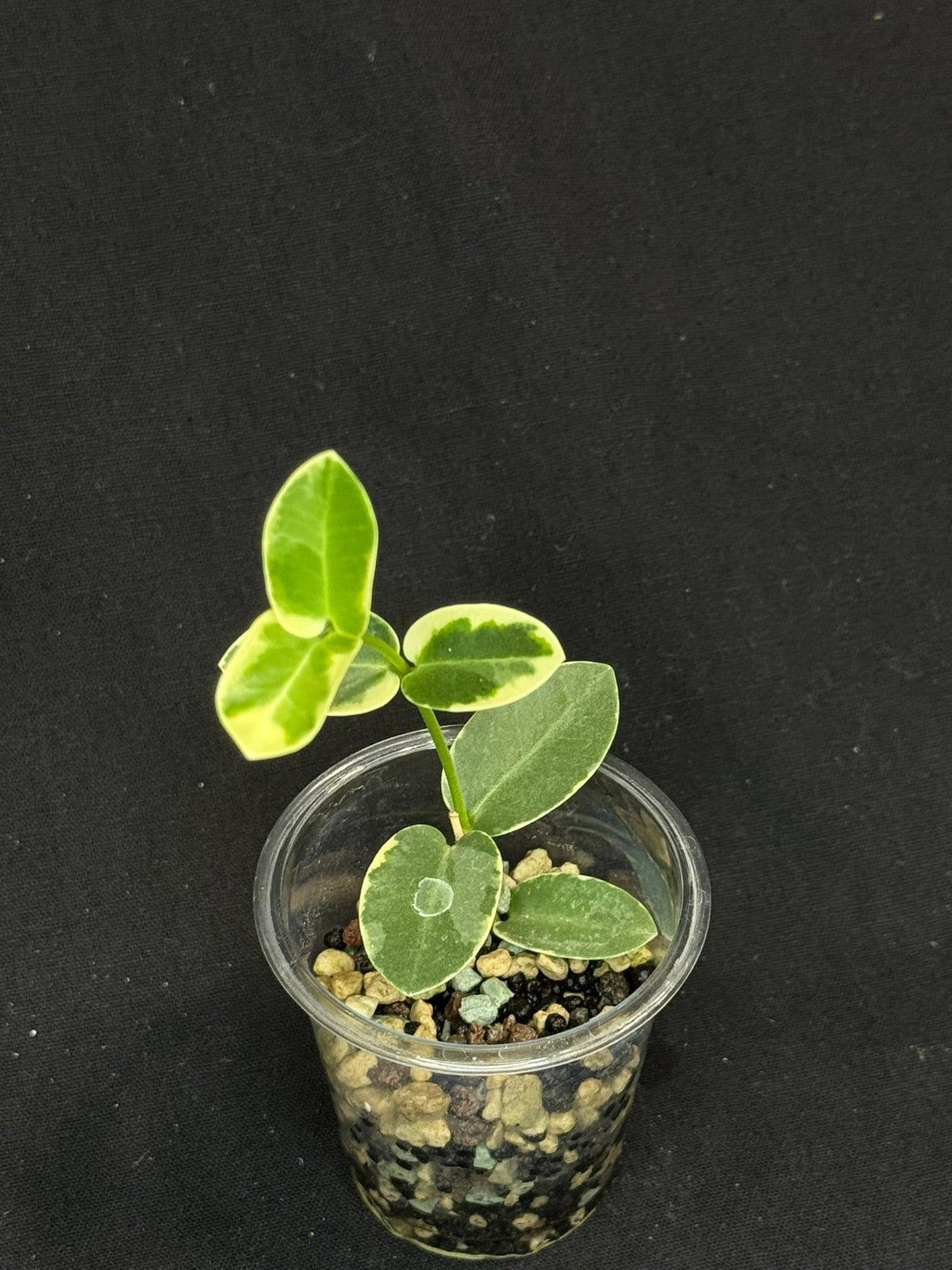Hoya Cumingiana Albo Variegated, beautiful leaves, well-rooted
