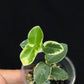 Hoya Cumingiana Albo Variegated, beautiful leaves, well-rooted