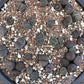 MYSTERY LITHOP - Living Stone Succulent in our Premium Lithops Mix! Includes Shipping!