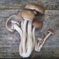 Black Poplar "Piopinno" MycoGarden Fruiting Kit- (Agrocybe aegerita)
