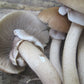 Black Poplar "Piopinno" MycoGarden Fruiting Kit- (Agrocybe aegerita)