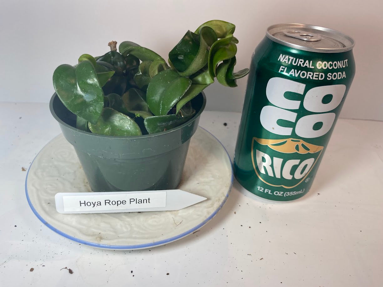 Hindu Rope Hoya potted and established. Clusters of light-pink flowers with a delicious mocha-scent.