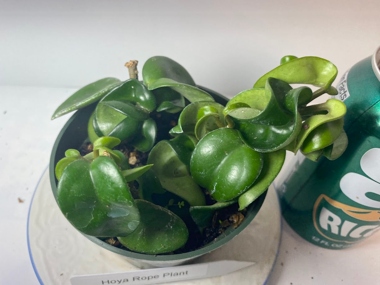 Hindu Rope Hoya potted and established. Clusters of light-pink flowers with a delicious mocha-scent.
