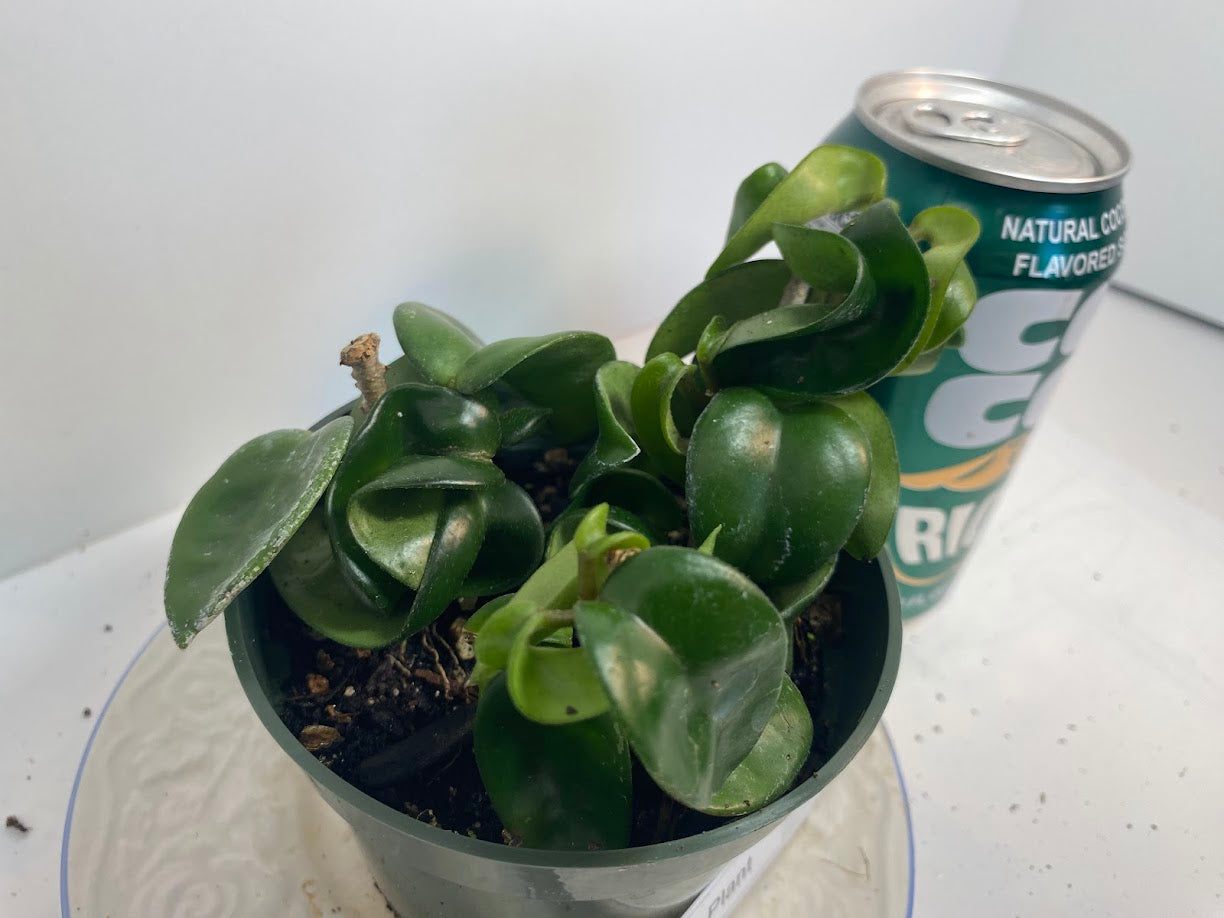 Hindu Rope Hoya potted and established. Clusters of light-pink flowers with a delicious mocha-scent.