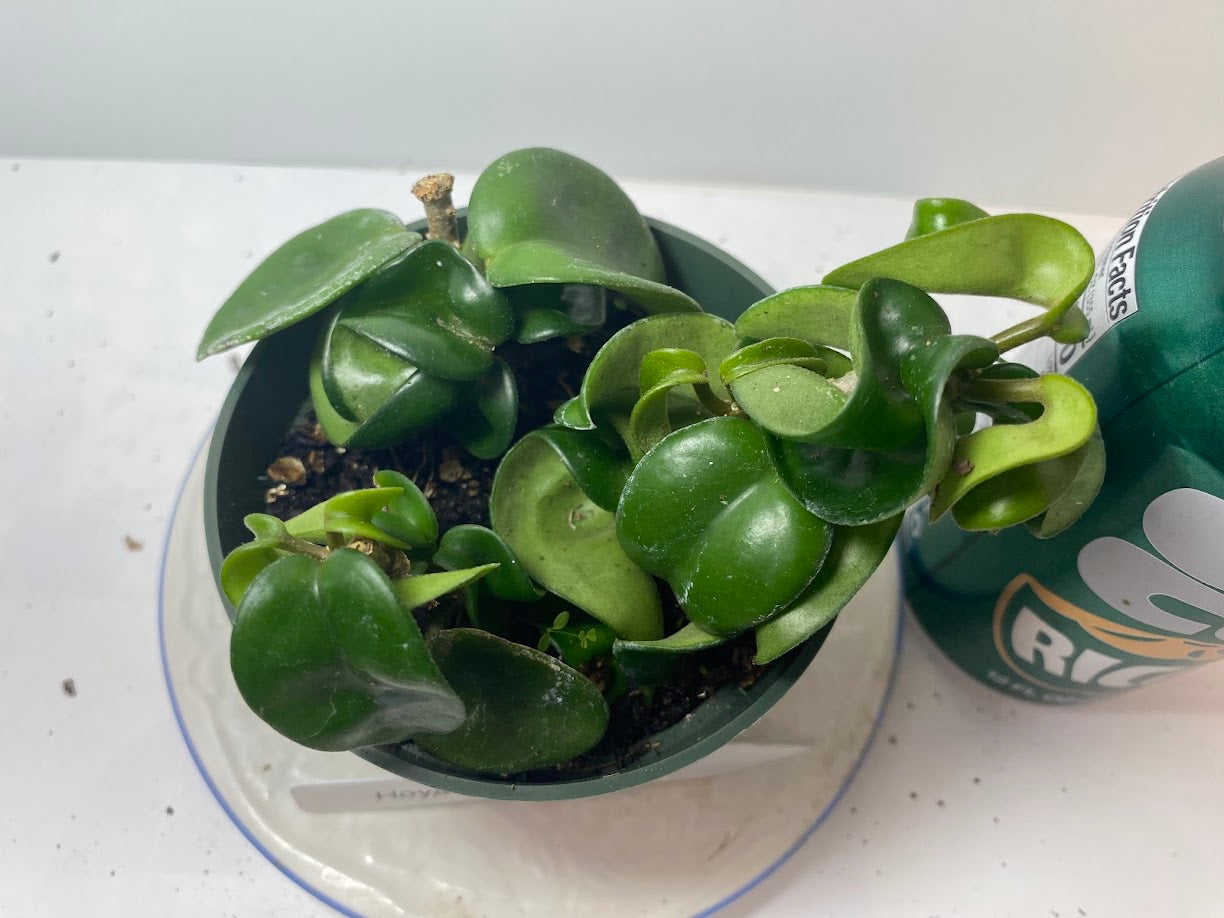 Hindu Rope Hoya potted and established. Clusters of light-pink flowers with a delicious mocha-scent.