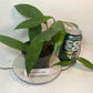 Hoya Pubicalyx Starter Kit - Plant & Premium Potting Mix Bundle
