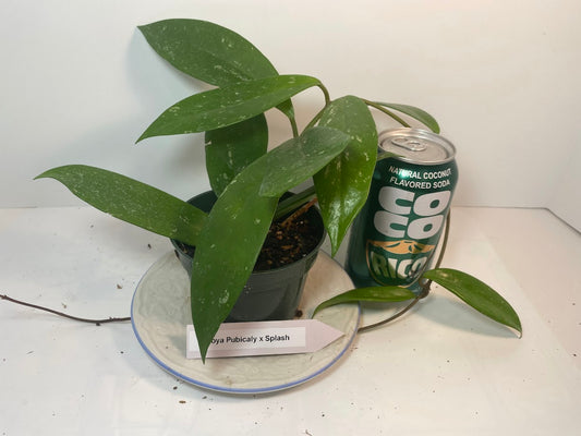 Hoya Pubicalyx Starter Kit - Plant & Premium Potting Mix Bundle