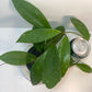 Hoya Pubicalyx Starter Kit - Plant & Premium Potting Mix Bundle