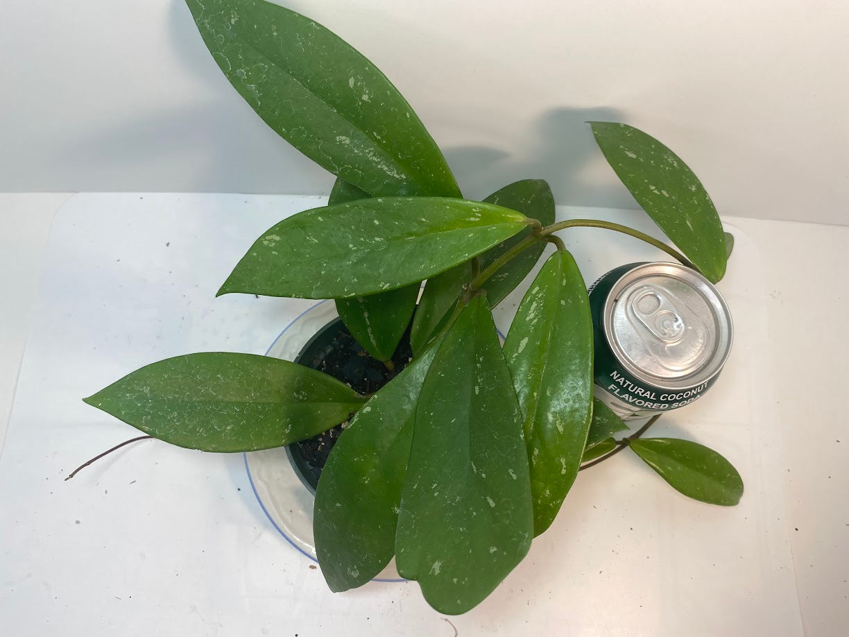 Hoya Pubicalyx Starter Kit - Plant & Premium Potting Mix Bundle