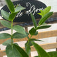 Hoya Densifolia