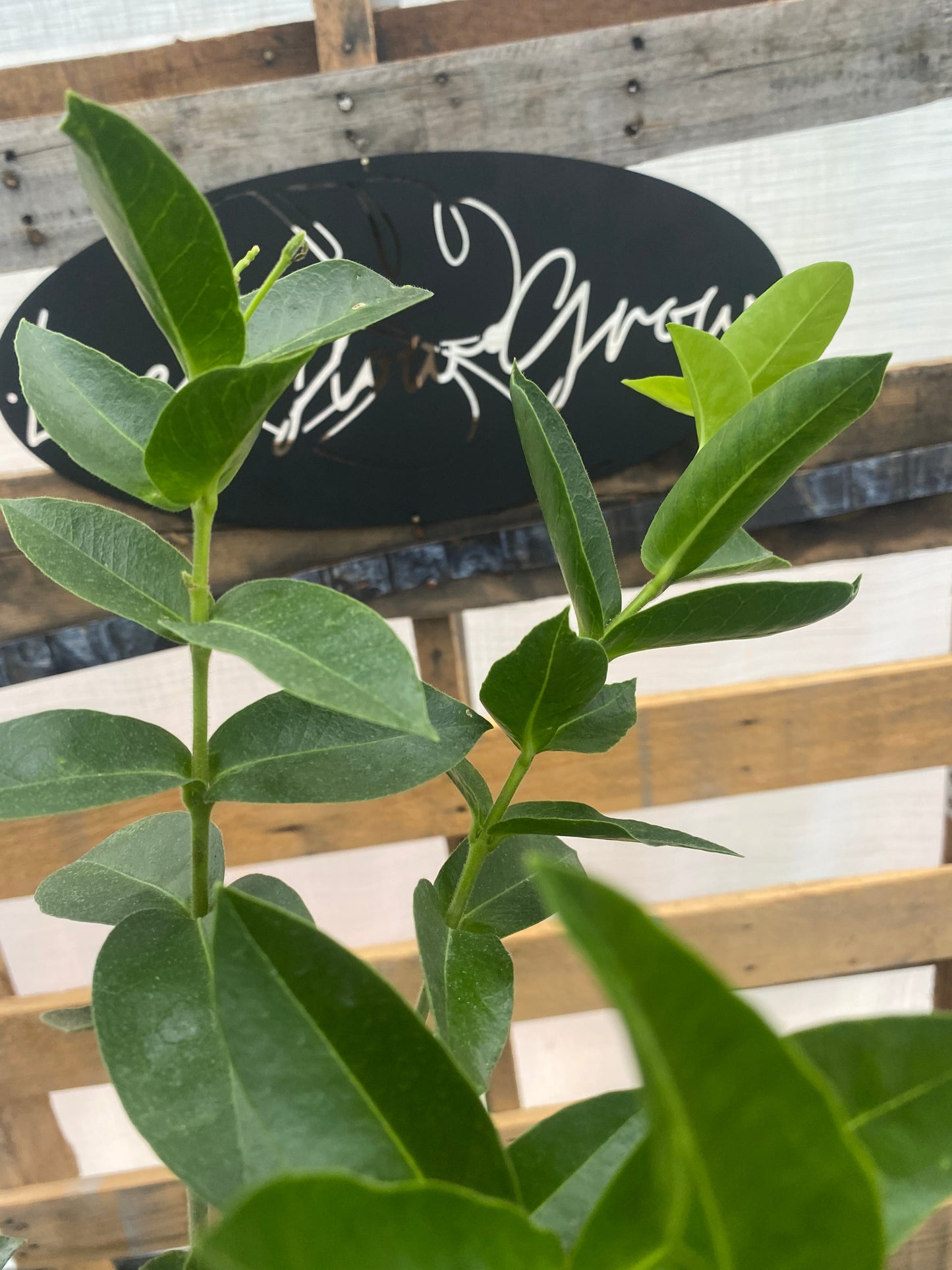 Hoya Densifolia