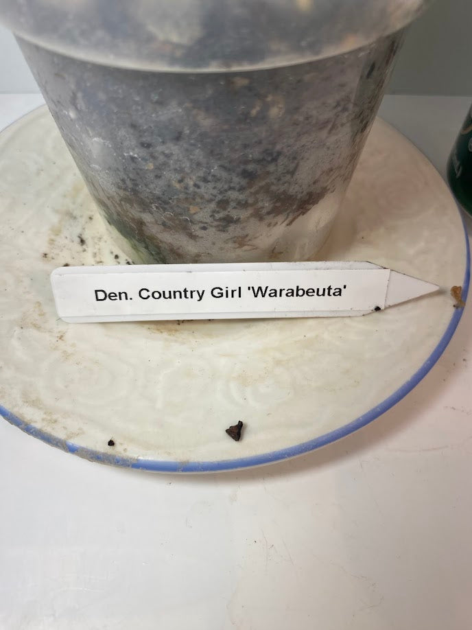 Rare and hard to find Dendrobium Nobile Country Girl Warabeula Orchid! 