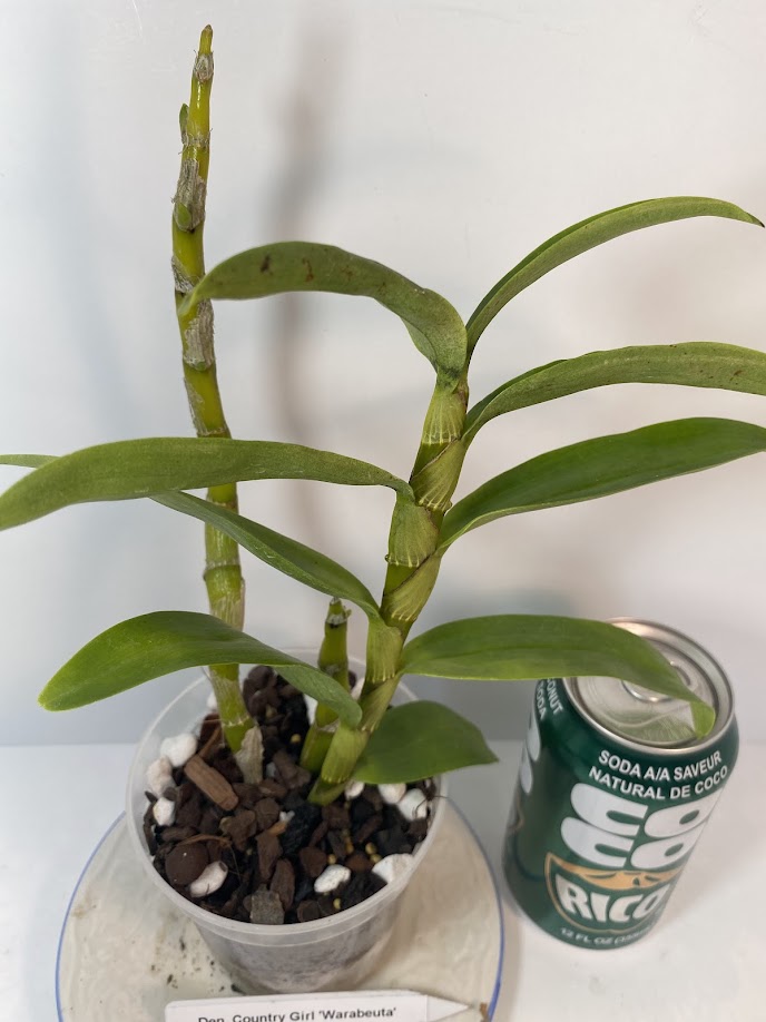 Rare and hard to find Dendrobium Nobile Country Girl Warabeula Orchid! 