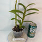 Rare and hard to find Dendrobium Nobile Country Girl Warabeula Orchid! 