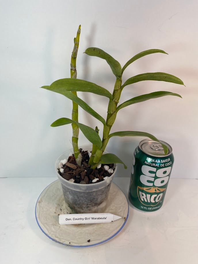 Rare and hard to find Dendrobium Nobile Country Girl Warabeula Orchid! 
