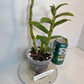 Rare and hard to find Dendrobium Nobile Country Girl Warabeula Orchid! 