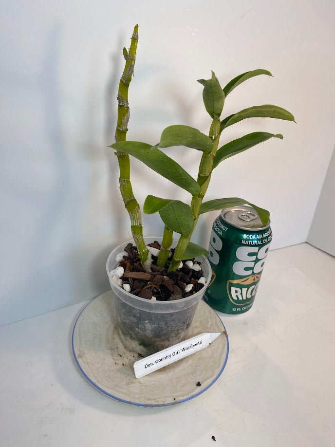 Rare and hard to find Dendrobium Nobile Country Girl Warabeula Orchid! 