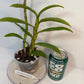 Rare and hard to find Dendrobium Nobile Country Girl Warabeula Orchid! 