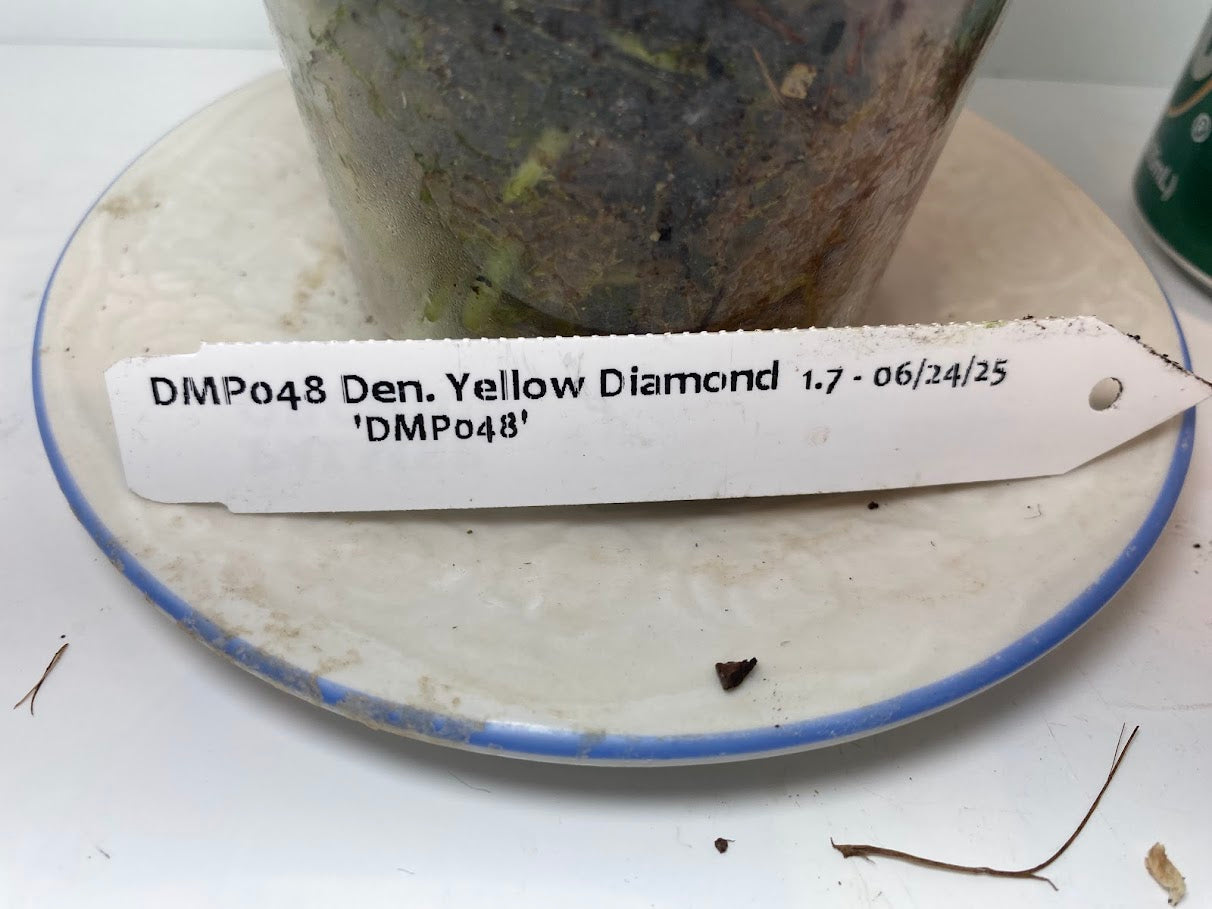 Compact Fragrant 'Yellow Diamond' Dendrobium Nobile Orchid I Vibrant yellow blooms