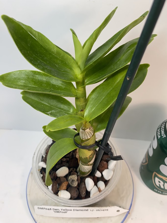 Compact Fragrant 'Yellow Diamond' Dendrobium Nobile Orchid I Vibrant yellow blooms