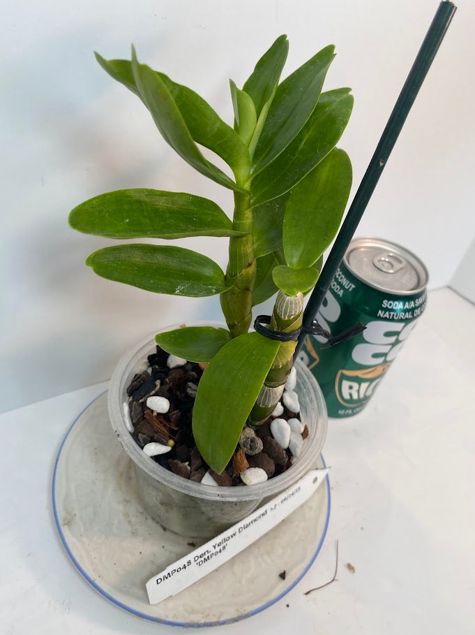 Compact Fragrant 'Yellow Diamond' Dendrobium Nobile Orchid I Vibrant yellow blooms