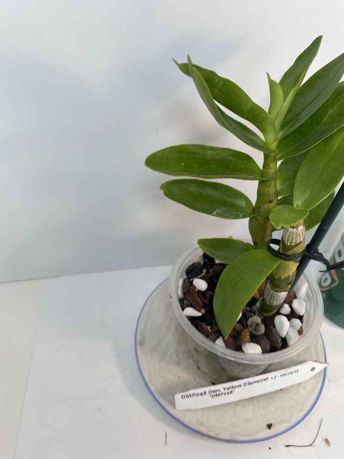 Compact Fragrant 'Yellow Diamond' Dendrobium Nobile Orchid I Vibrant yellow blooms