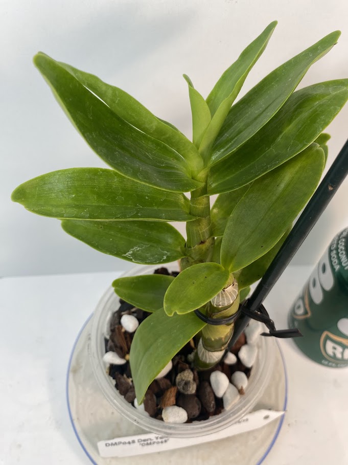 Compact Fragrant 'Yellow Diamond' Dendrobium Nobile Orchid I Vibrant yellow blooms