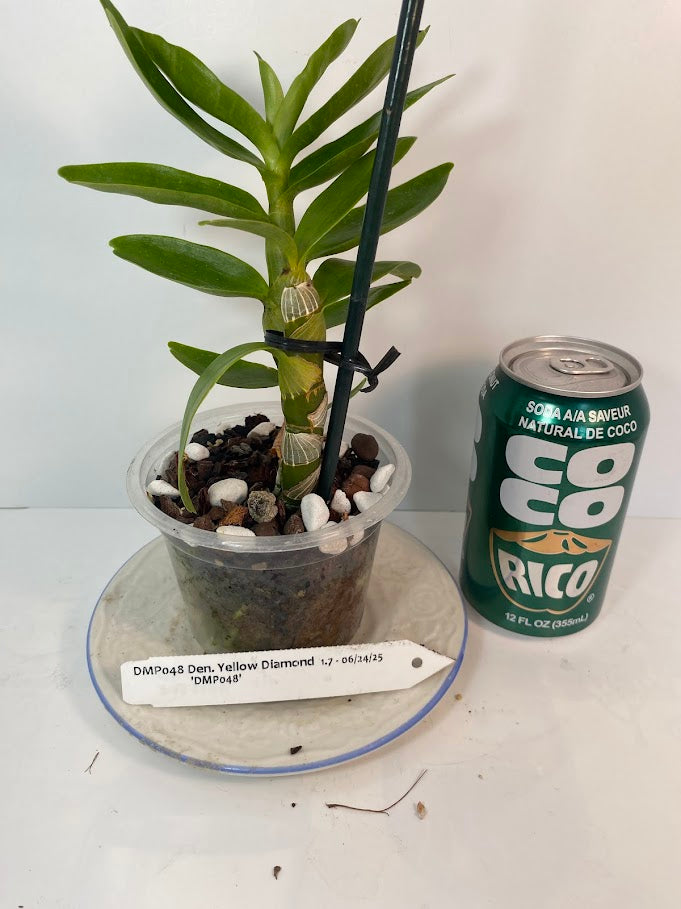 Compact Fragrant 'Yellow Diamond' Dendrobium Nobile Orchid I Vibrant yellow blooms