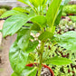 Schefflera Actinophylla