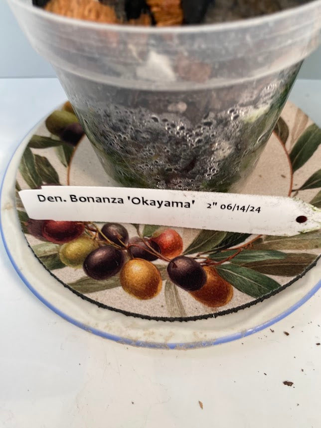 Dendrobium Bonanza 'Okayama' Orchid - known for its crimson-pink flowers with deep purple edges