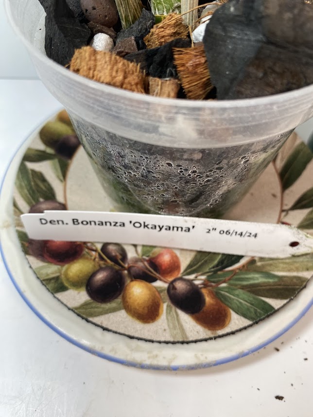 Dendrobium Bonanza 'Okayama' Orchid - known for its crimson-pink flowers with deep purple edges