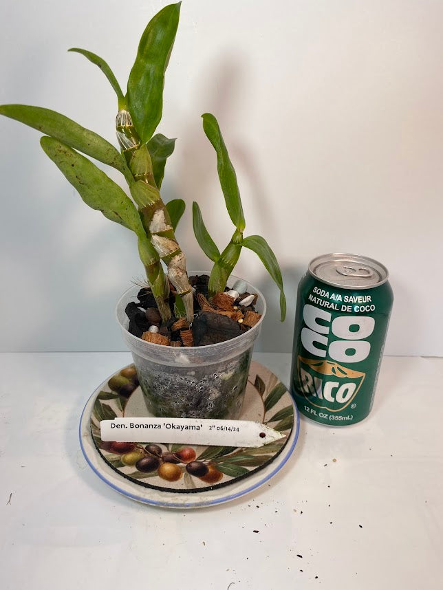 Dendrobium Bonanza 'Okayama' Orchid - known for its crimson-pink flowers with deep purple edges