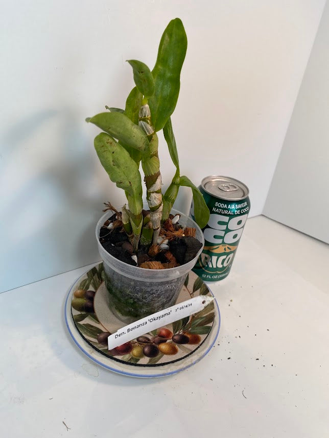 Dendrobium Bonanza 'Okayama' Orchid - known for its crimson-pink flowers with deep purple edges