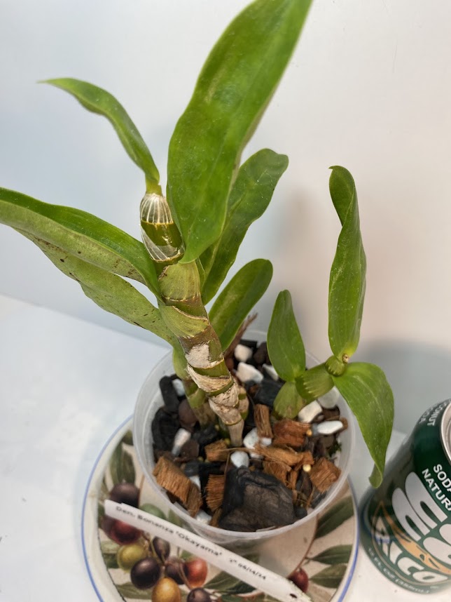 Dendrobium Bonanza 'Okayama' Orchid - known for its crimson-pink flowers with deep purple edges