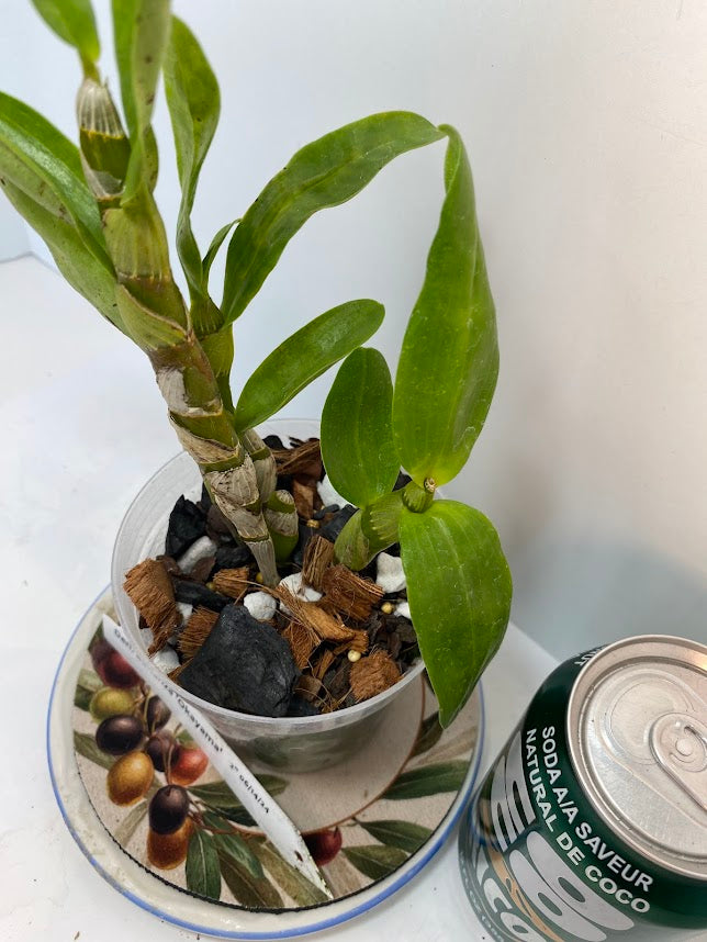 Dendrobium Bonanza 'Okayama' Orchid - known for its crimson-pink flowers with deep purple edges