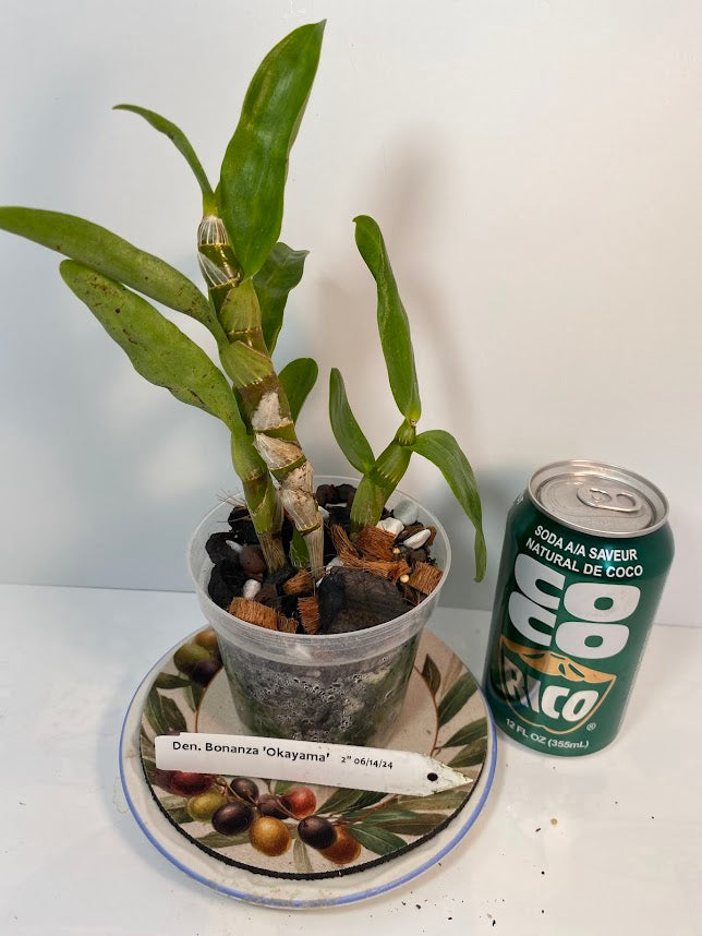 Dendrobium Bonanza 'Okayama' Orchid - known for its crimson-pink flowers with deep purple edges