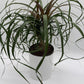 Ponytail Palm