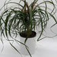 Ponytail Palm