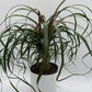 Ponytail Palm
