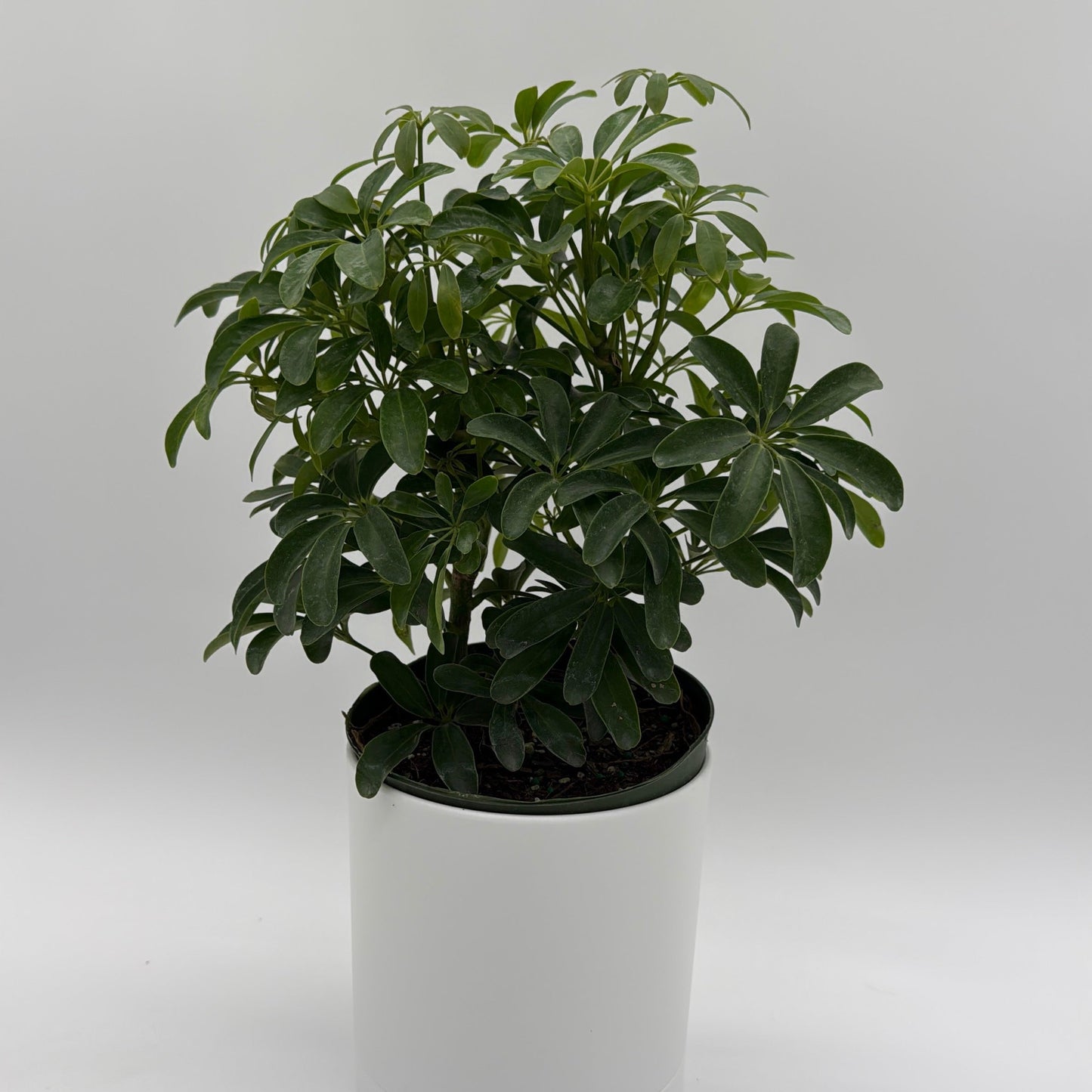 Umbrella Tree