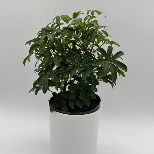 Umbrella Tree