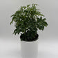 Umbrella Tree
