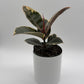 Variegated Ficus Tineke