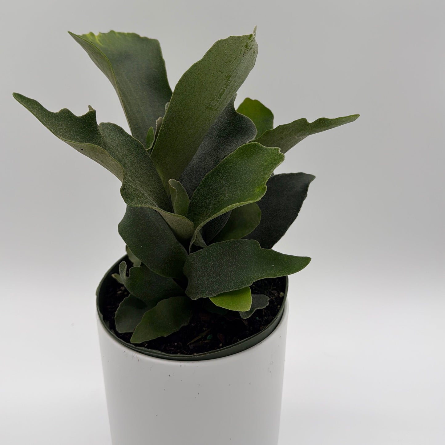 Platycerium Bifurcatum (Staghorn Fern)