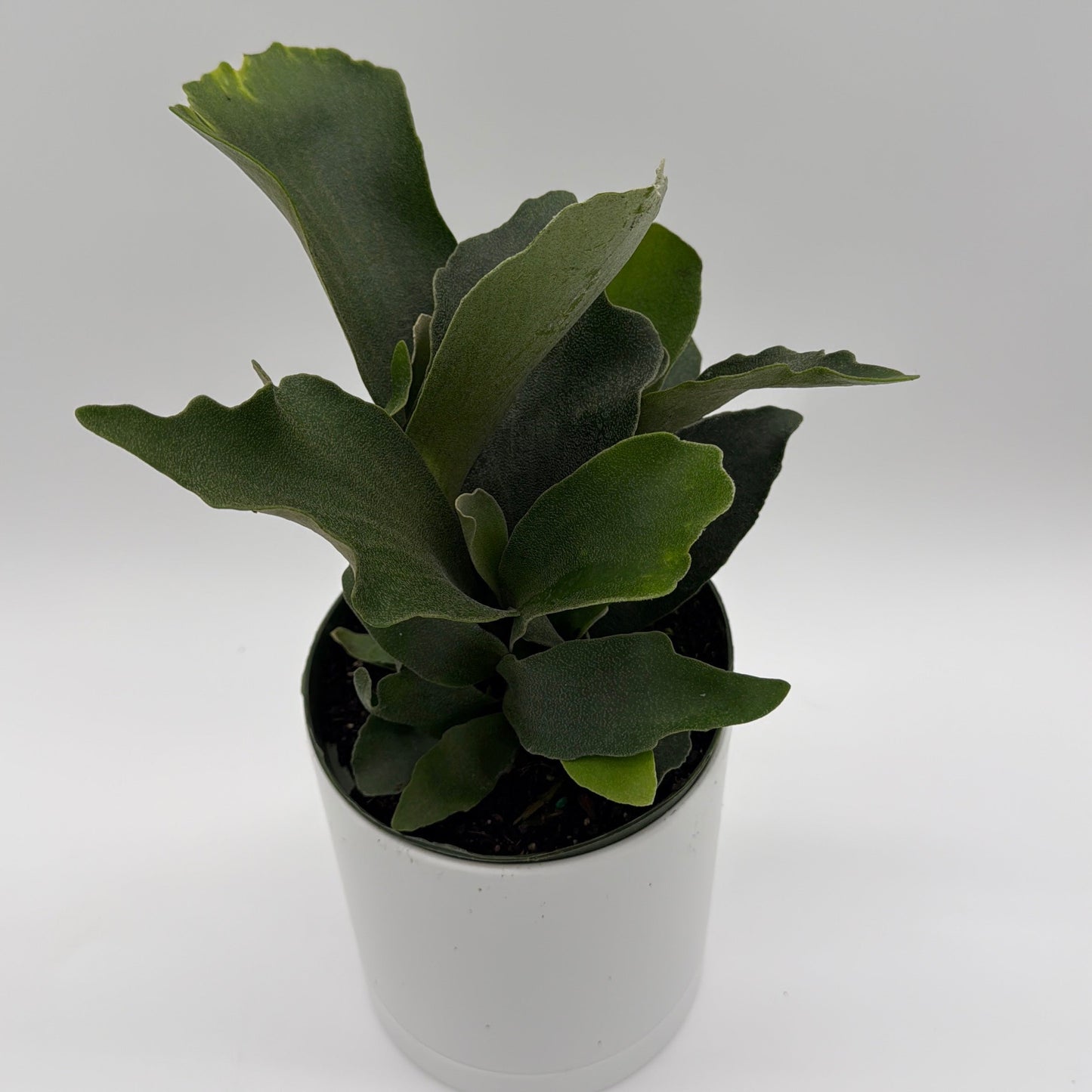 Platycerium Bifurcatum (Staghorn Fern)