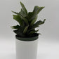 Platycerium Bifurcatum (Staghorn Fern)