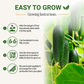 Garden Guru Marketmore 76 Cucumber Seeds 3-Pack - Non-GMO