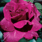 Intrigue Rose 1.5 Gallon Pot
