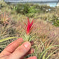 Tillandsia Ionantha Fuego