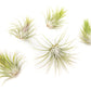 SALE - XL Tillandsia Ionantha Guatemala Air Plants - Set of 10 or 20 - 40% Off